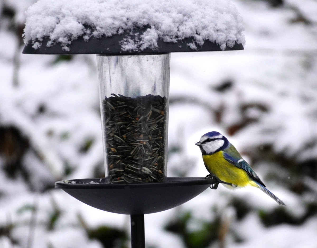Blaumeisen im Winter