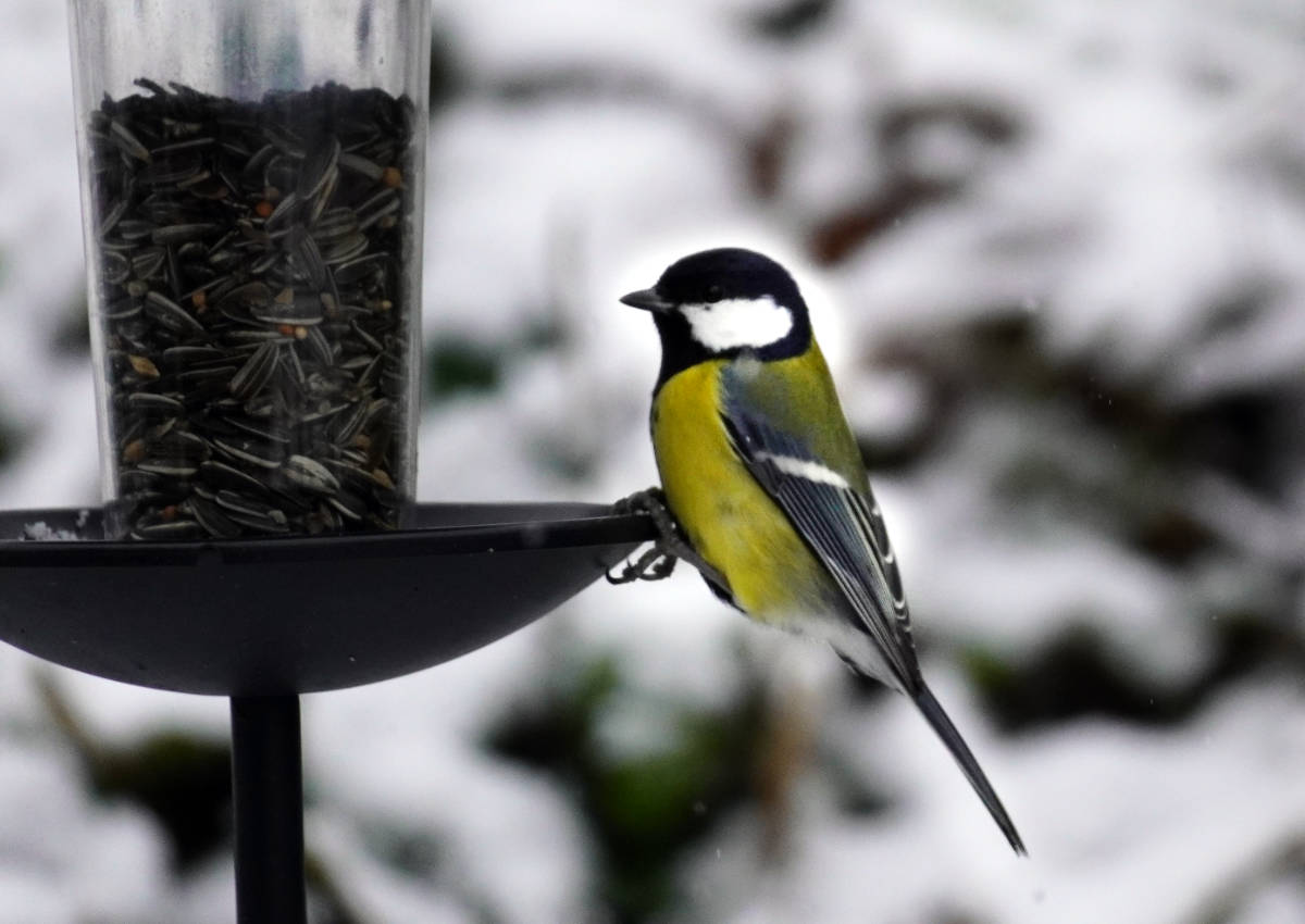 Kohlmeise am Futterhaus
